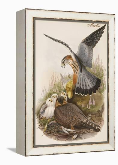 Merlin-John Gould-Framed Stretched Canvas