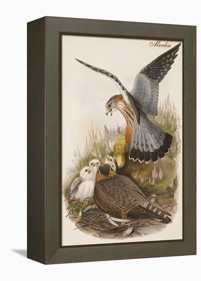 Merlin-John Gould-Framed Stretched Canvas