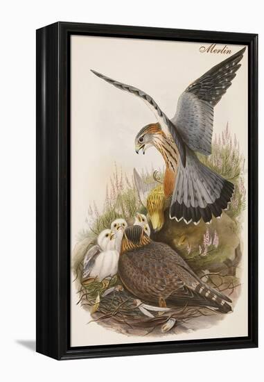 Merlin-John Gould-Framed Stretched Canvas