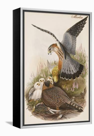 Merlin-John Gould-Framed Stretched Canvas