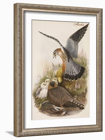 Merlin-John Gould-Framed Art Print