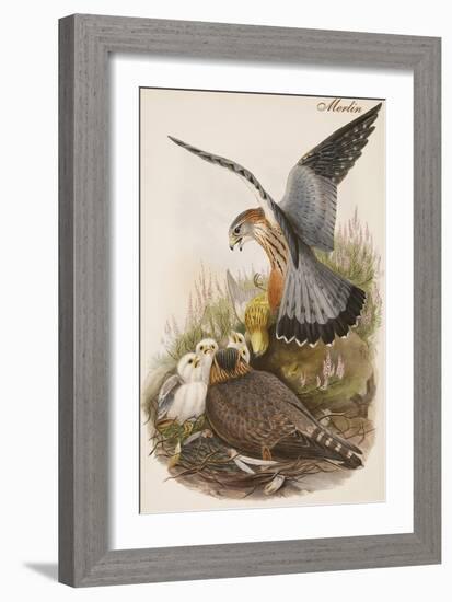 Merlin-John Gould-Framed Art Print