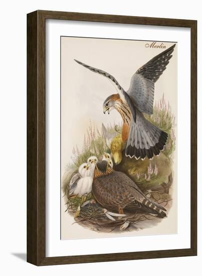 Merlin-John Gould-Framed Art Print