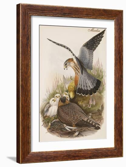 Merlin-John Gould-Framed Art Print