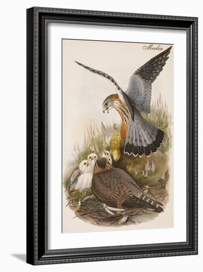 Merlin-John Gould-Framed Art Print