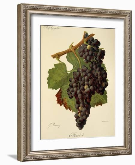 Merlot Grape-J. Troncy-Framed Giclee Print