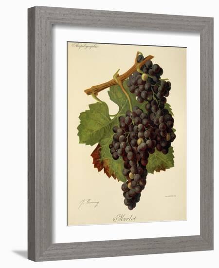 Merlot Grape-J. Troncy-Framed Giclee Print