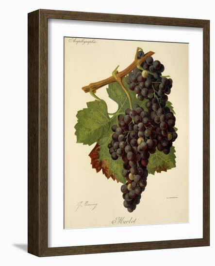 Merlot Grape-J. Troncy-Framed Giclee Print