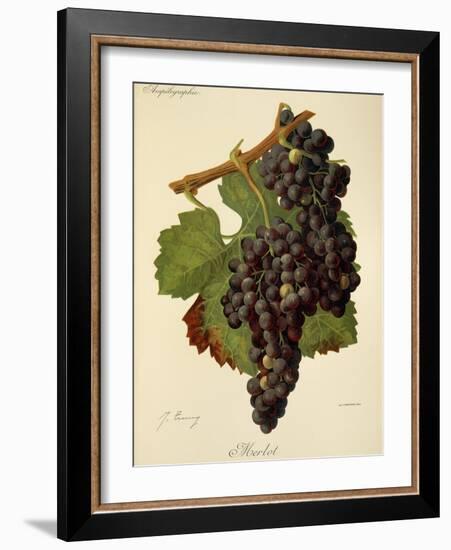 Merlot Grape-J. Troncy-Framed Giclee Print