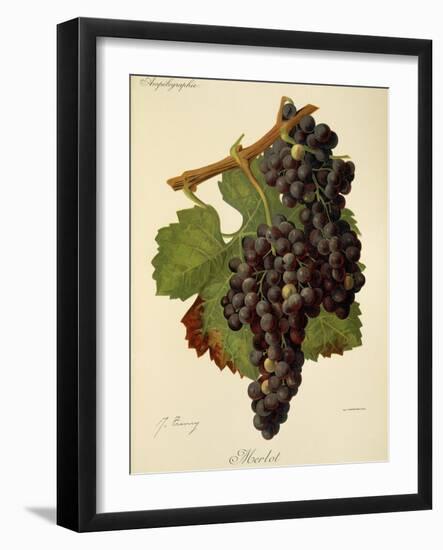 Merlot Grape-J. Troncy-Framed Giclee Print