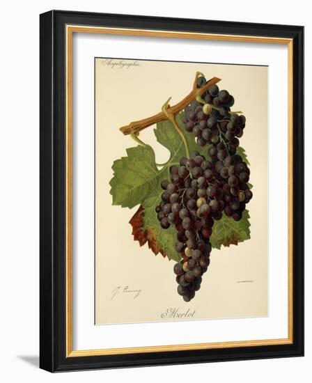 Merlot Grape-J. Troncy-Framed Giclee Print