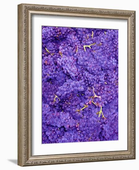 Merlot Grapes (Grape Picking in France)-Steven Morris-Framed Photographic Print