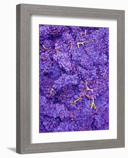 Merlot Grapes (Grape Picking in France)-Steven Morris-Framed Photographic Print