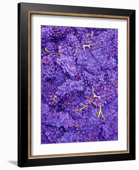 Merlot Grapes (Grape Picking in France)-Steven Morris-Framed Photographic Print