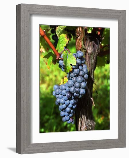 Merlot Grapes on Branch of a Vine, Bergerac, Bordeaux, Gironde, France-Per Karlsson-Framed Photographic Print