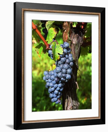 Merlot Grapes on Branch of a Vine, Bergerac, Bordeaux, Gironde, France-Per Karlsson-Framed Photographic Print