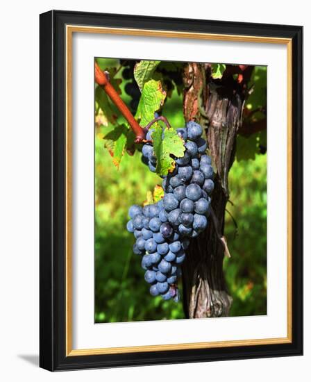 Merlot Grapes on Branch of a Vine, Bergerac, Bordeaux, Gironde, France-Per Karlsson-Framed Photographic Print