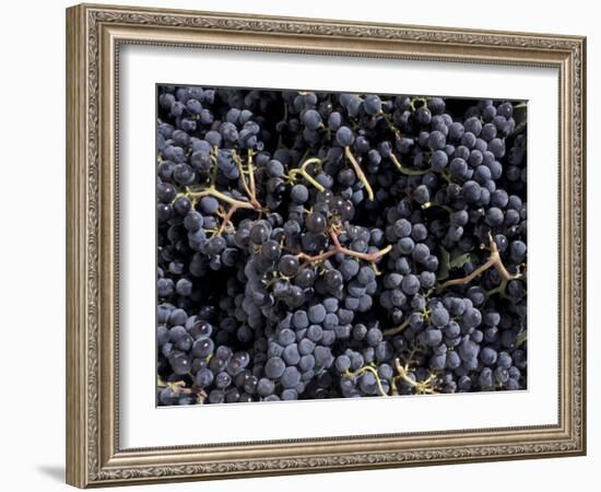 Merlot Grapes Ready to Crush, Terra Blanca Winery, Benton City, Washington, USA-Connie Ricca-Framed Photographic Print