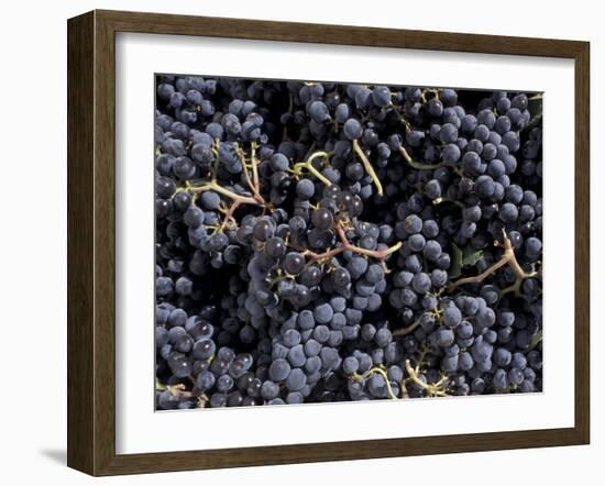 Merlot Grapes Ready to Crush, Terra Blanca Winery, Benton City, Washington, USA-Connie Ricca-Framed Photographic Print