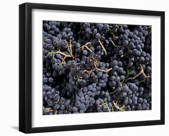 Merlot Grapes Ready to Crush, Terra Blanca Winery, Benton City, Washington, USA-Connie Ricca-Framed Photographic Print