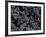 Merlot Grapes Ready to Crush, Terra Blanca Winery, Benton City, Washington, USA-Connie Ricca-Framed Photographic Print