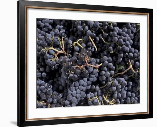 Merlot Grapes Ready to Crush, Terra Blanca Winery, Benton City, Washington, USA-Connie Ricca-Framed Photographic Print