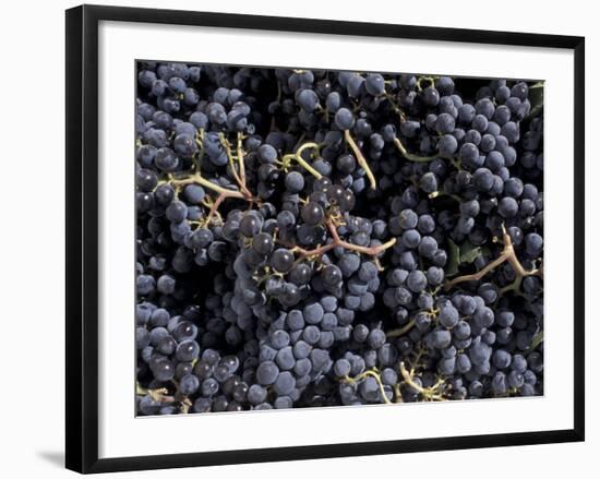 Merlot Grapes Ready to Crush, Terra Blanca Winery, Benton City, Washington, USA-Connie Ricca-Framed Photographic Print