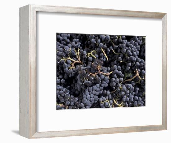 Merlot Grapes Ready to Crush, Terra Blanca Winery, Benton City, Washington, USA-Connie Ricca-Framed Photographic Print