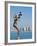 Mermaid Angel Playing Saxophone Sculpture on the Malecon, Puerto Vallarta, Jalisco, Mexico, North A-Michael DeFreitas-Framed Photographic Print