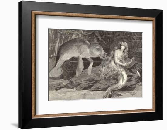 Mermaid Compared with the Manatee at the Zoological Gardens London-null-Framed Photographic Print