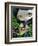 Mermaid with a Baby Alligator-Jasmine Becket-Griffith-Framed Art Print