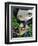 Mermaid with a Baby Alligator-Jasmine Becket-Griffith-Framed Art Print