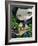 Mermaid with a Baby Alligator-Jasmine Becket-Griffith-Framed Art Print