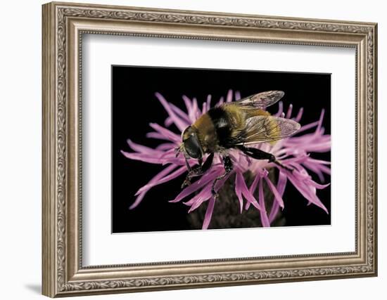 Merodon Equestris (Narcissus Bulb Fly)-Paul Starosta-Framed Photographic Print