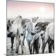 Premium Photographic Print