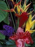 Colorful Tropical Flowers, Hawaii, USA-Merrill Images-Photographic Print