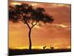 Premium Photographic Print