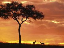 Gazelle Grazing Under Acacia Tree at Sunset, Maasai Mara, Kenya-Merrill Images-Photographic Print