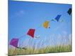 Premium Photographic Print