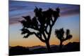 Photographic Print