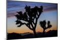 Photographic Print