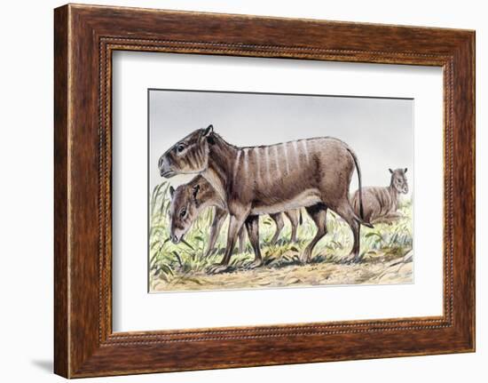 Merycoidodon-null-Framed Photographic Print