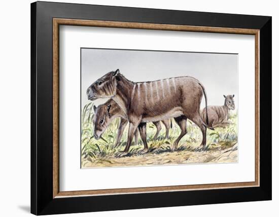 Merycoidodon--Framed Photographic Print