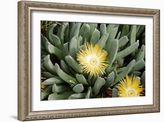 Mesemb (Conicosia Elongata)-Bob Gibbons-Framed Photographic Print