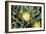 Mesemb (Conicosia Elongata)-Bob Gibbons-Framed Photographic Print