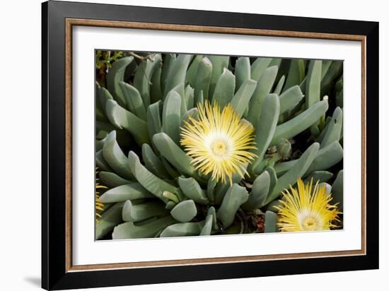 Mesemb (Conicosia Elongata)-Bob Gibbons-Framed Photographic Print