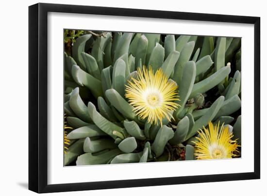 Mesemb (Conicosia Elongata)-Bob Gibbons-Framed Photographic Print