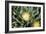 Mesemb (Conicosia Elongata)-Bob Gibbons-Framed Photographic Print