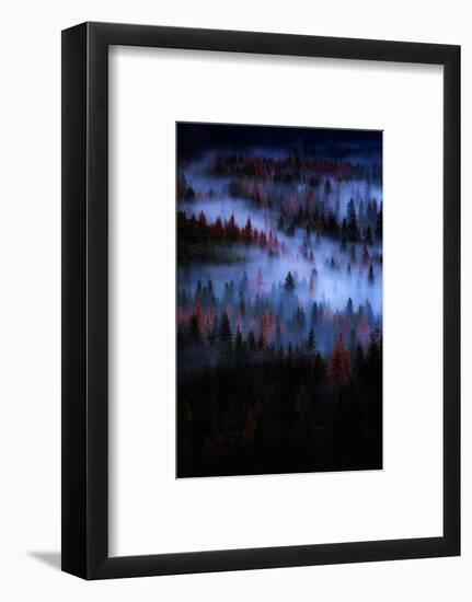 Mesmer Portrait Fog & Light Trees Sark Yosemite Winter Storm Valley-Vincent James-Framed Photographic Print