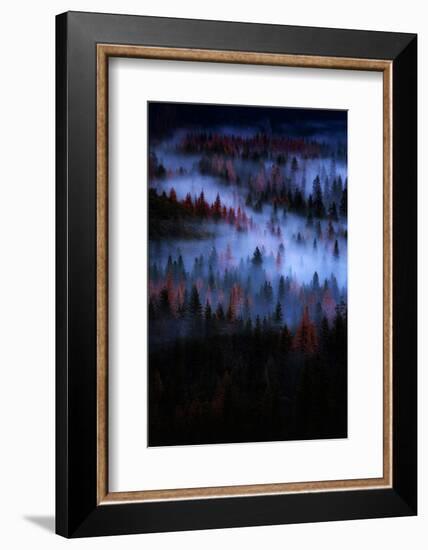 Mesmer Portrait Fog & Light Trees Sark Yosemite Winter Storm Valley-Vincent James-Framed Photographic Print